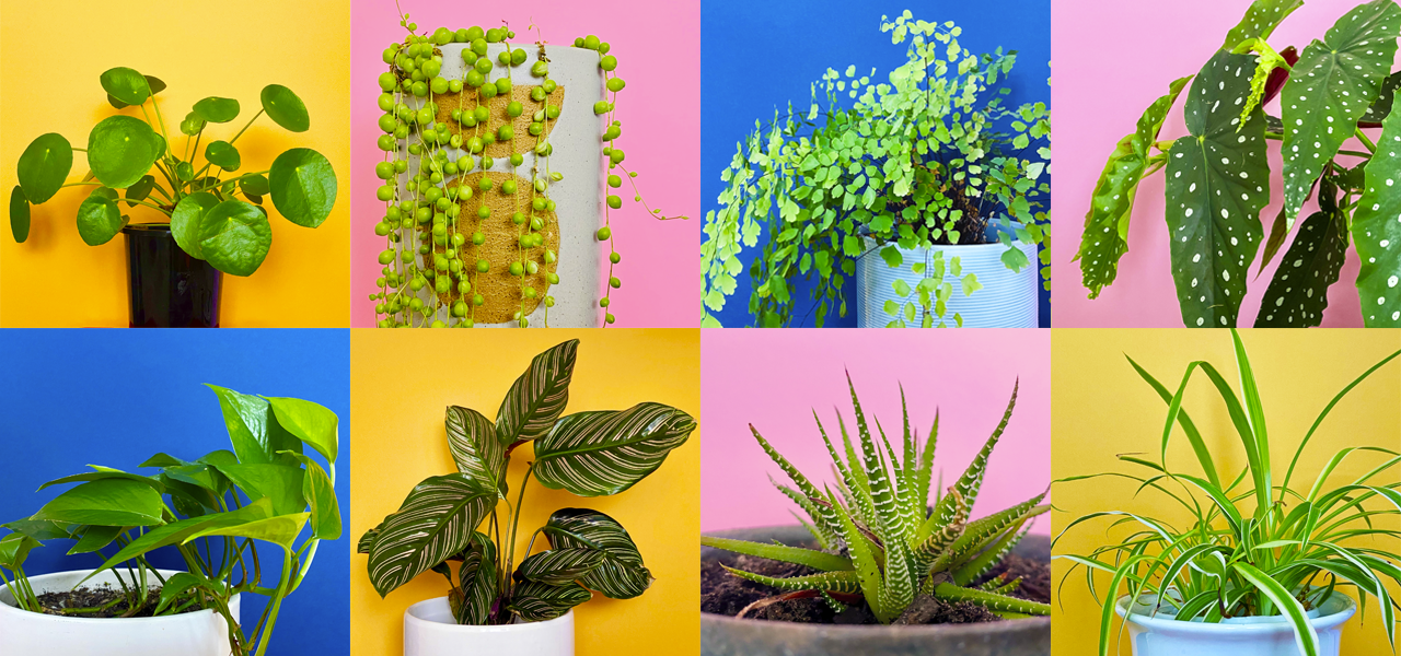 The image shows eight photographs of different plants set in a grid with four images on each row. Each image shows a single house plant on a brightly coloured background. They are like portraits of individual plants.